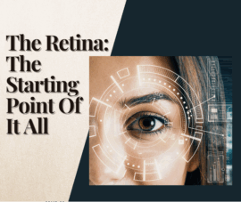 the retina the starting point of it all